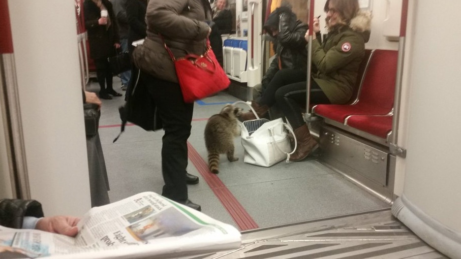 Raccoon spotted on TTC train
