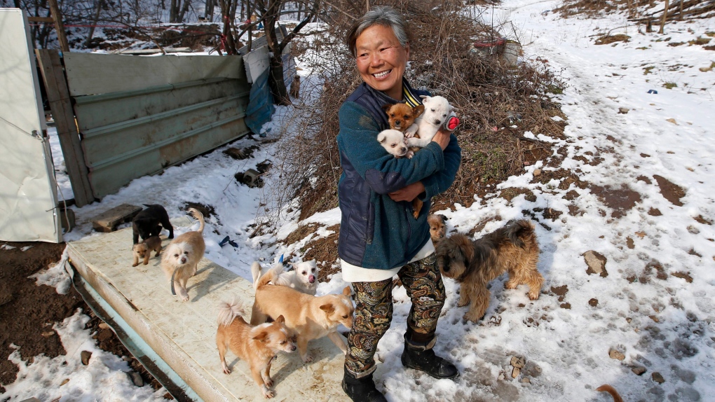 South Korean woman who shelters dogs