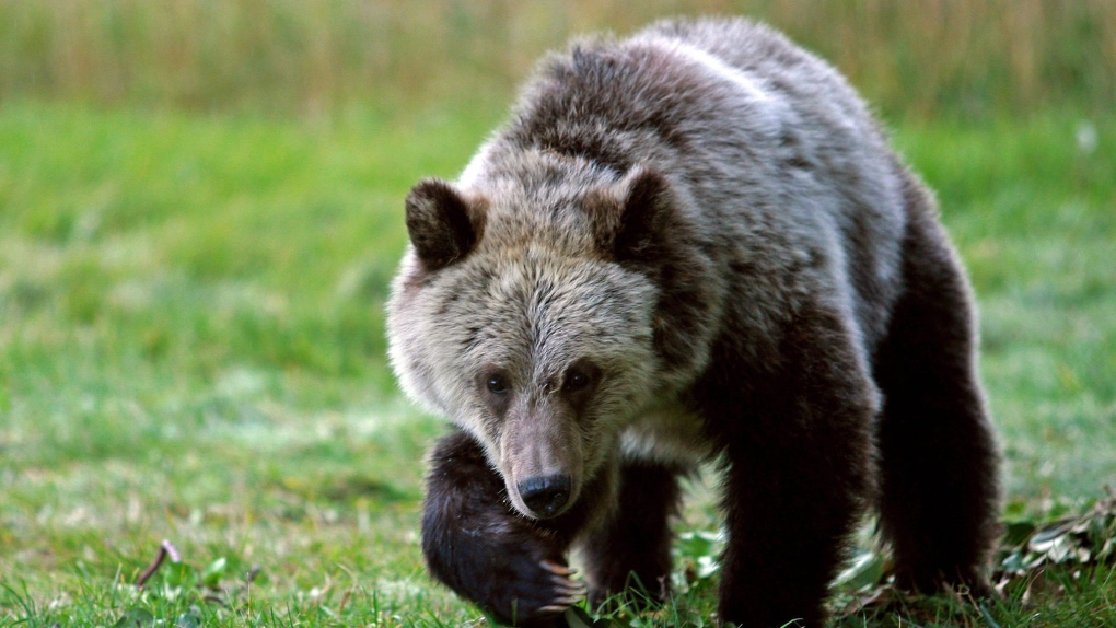 Grizzly cub in Yellowstone