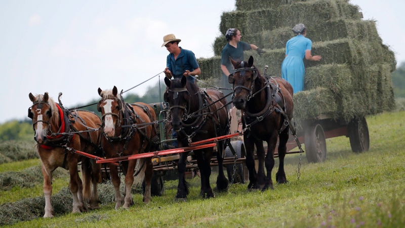 In this file photo, workers bale hay at an Amish farm on Friday, July 24, 2015, in Springfield, N.Y. (AP Photo / Mike Groll)