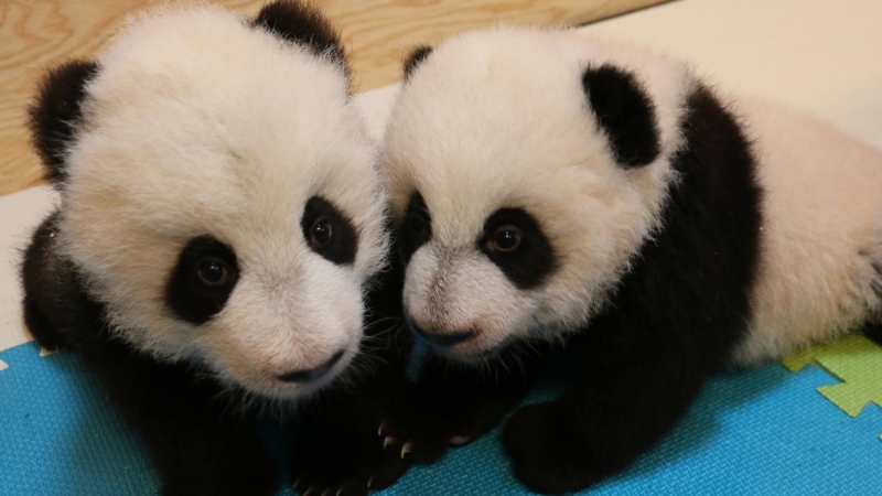 The Toronto Zoo's male (left) and female panda cubs are shown in a photo released Feb. 5, 2016.