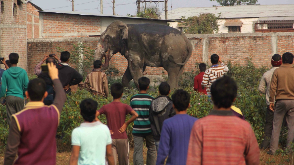 Elephant rampages through Indian town