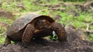 A Goode's Thornscrub Tortoise is shown in this 2013 photo. (Taylor Edwards)