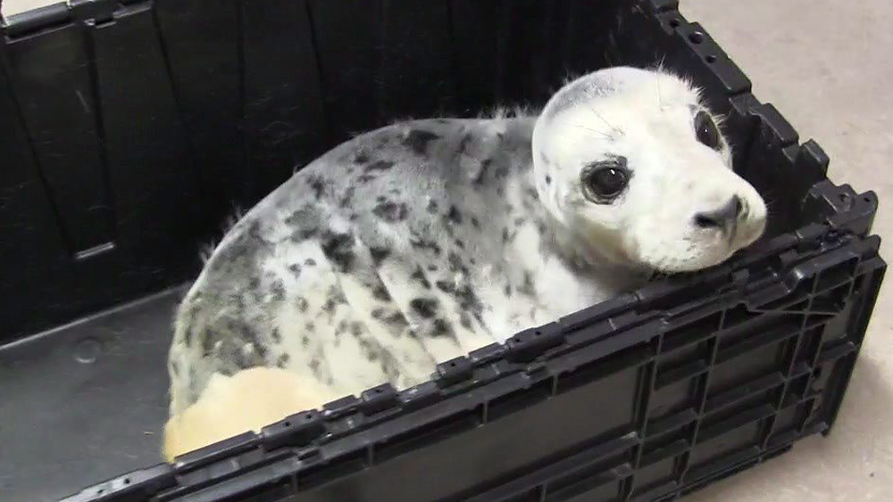seal pup struck by vehicle