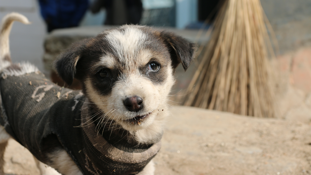 stray dog in Nepal