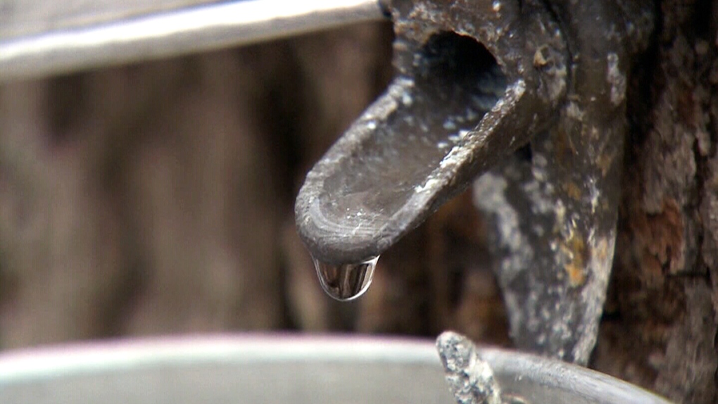  CTV Montreal: Quebec to loosen maple syrup quotas