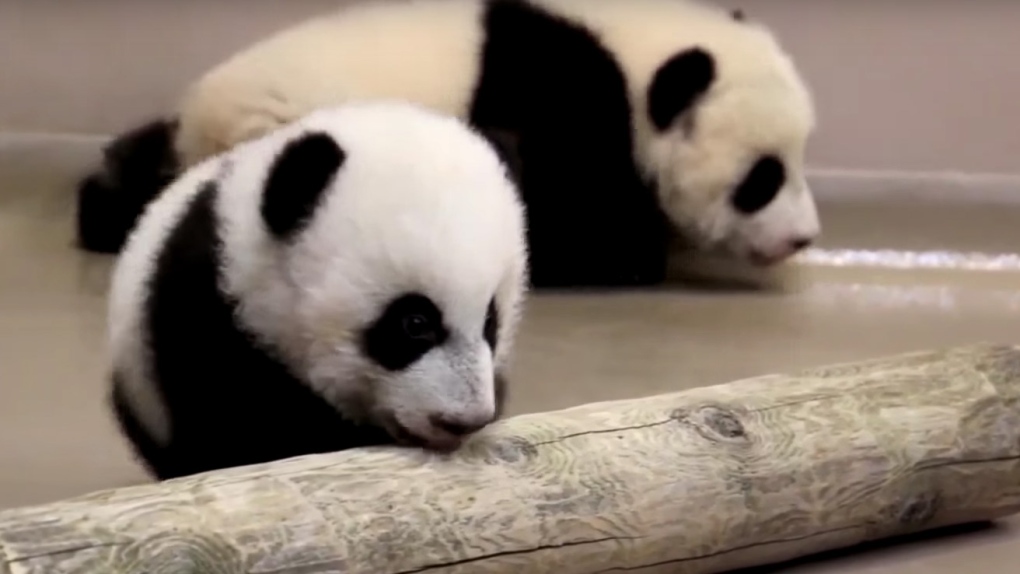 Toronto Zoo's panda cubs
