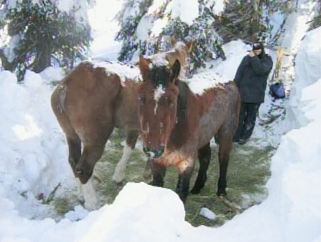 Two abandoned horses discovered by snowmobilers on a mountainside near McBride, B.C. are seen in this Monday, Dec. 22, 2008 image.