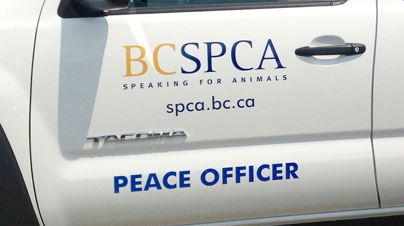 BC SPCA generic 