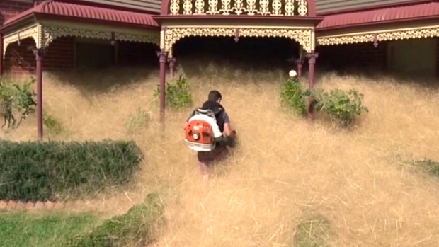 Hairy Panic Tumbleweed Piling Up In Wangaratta Australia Ctv News