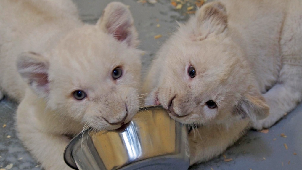 Toronto Zoo lion cubs