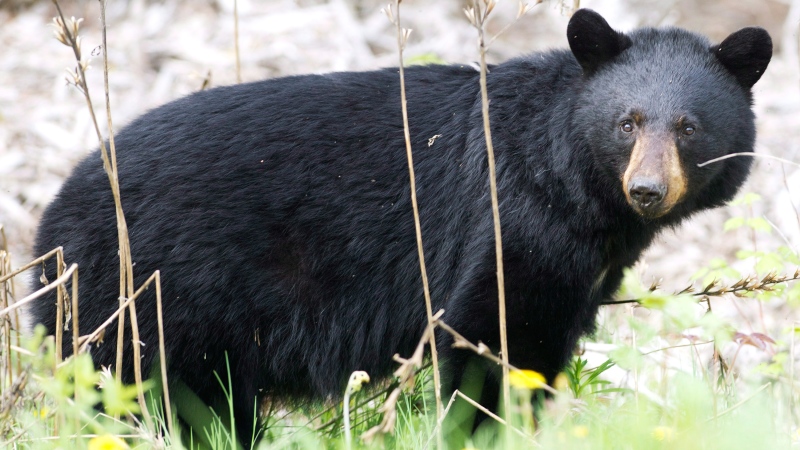 In this file photo, a black bear roams the forest near Timmins, Ont., on Sunday, May 27, 2012. (Nathan Denette / THE CANADIAN PRESS)
