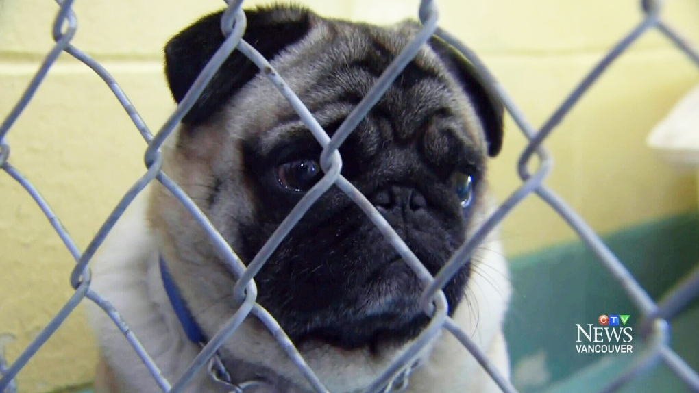 Dog breeder loses bid to appeal cruelty conviction