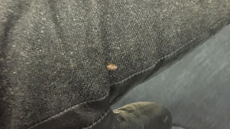 bedbug on TTC streetcar 