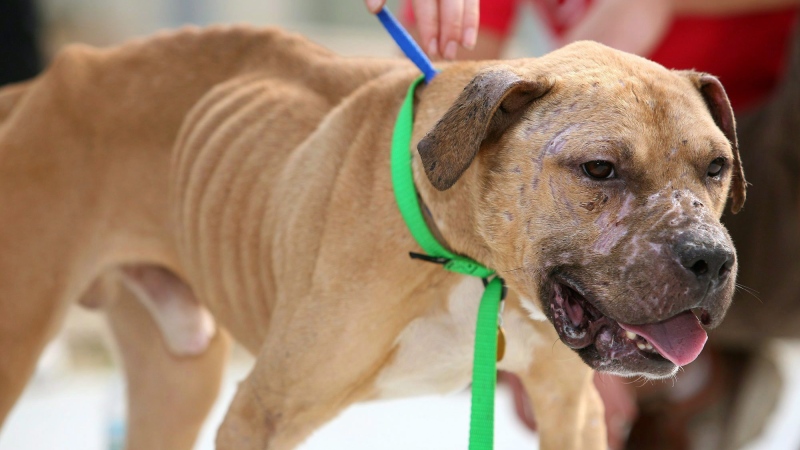 Paul, a pit bull that the Pennsylvania SPCA says was rescued Sunday from a dogfighting ring, shows scars during a rally at the organizations's headquarters Thursday, Aug. 27, 2009, in Philadelphia. THE CANADIAN PRESS/AP-Mark Stehle