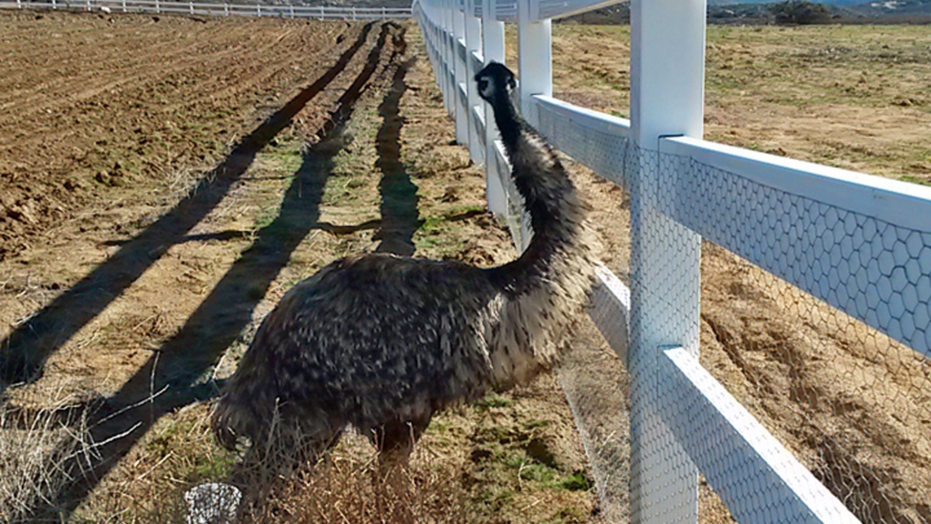 Emu file photo