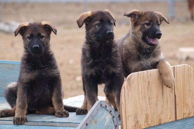 RCMP name the puppies contest wants names that begin with ...