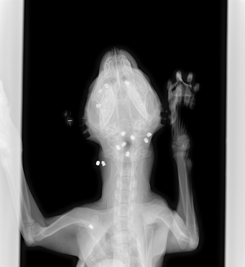 Dog shot x-ray