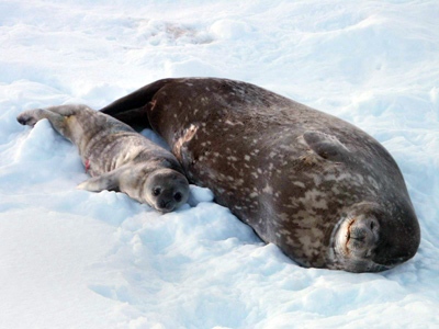 A Weddell seal pup, only a few days old, lies next to his mother in Hero Inlet, near Palmer Station. (AP / National Science Foundation)