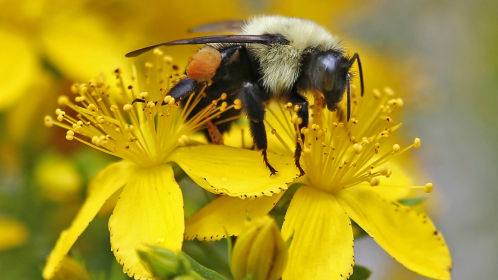 Bees, pollinators on the decline