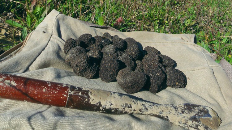 French truffle