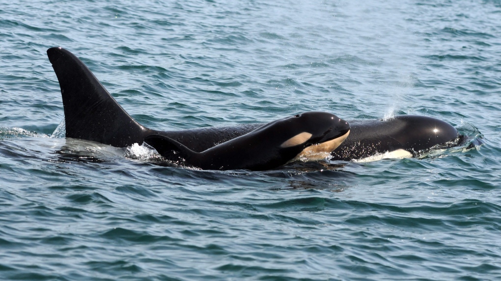 Killer whale calf