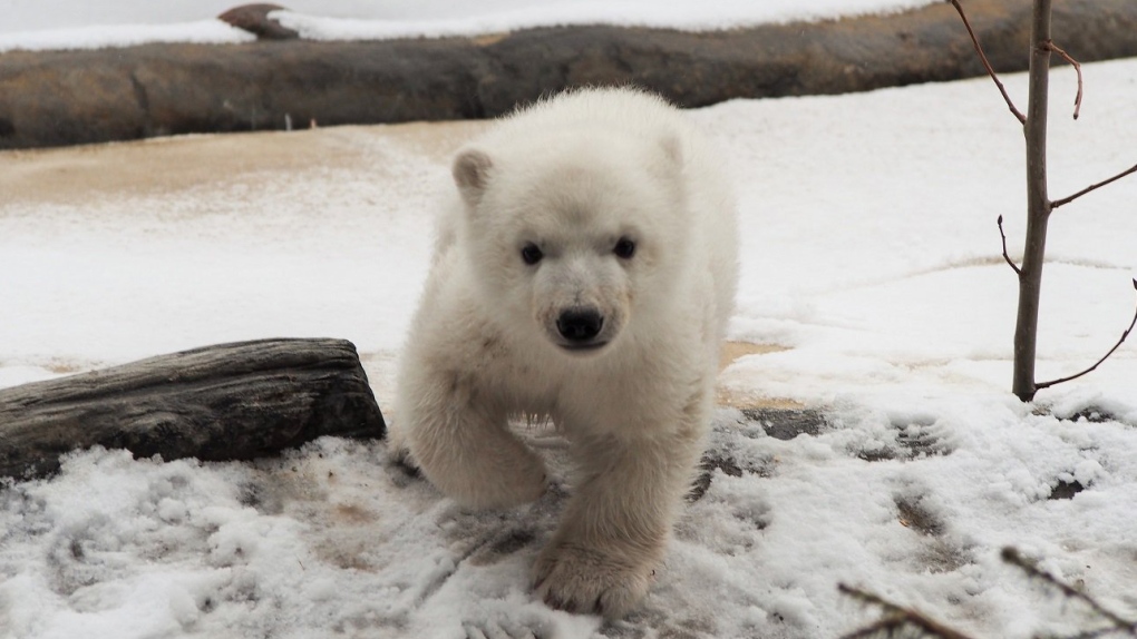 Polar bear cub Juno makes public appearance 