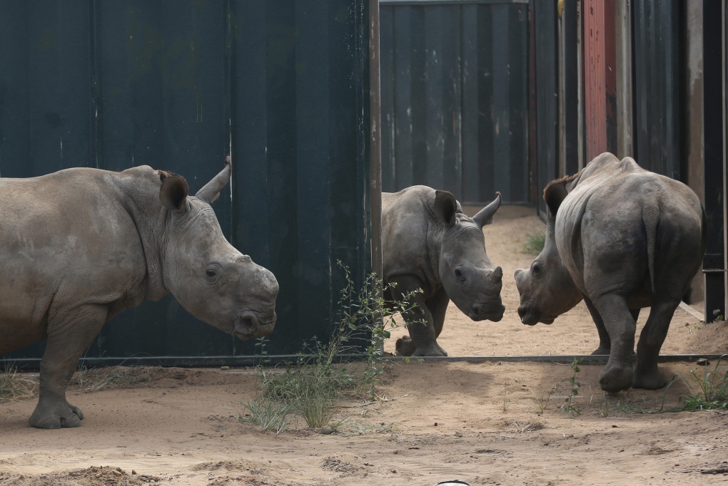 Young rhinos in South African park