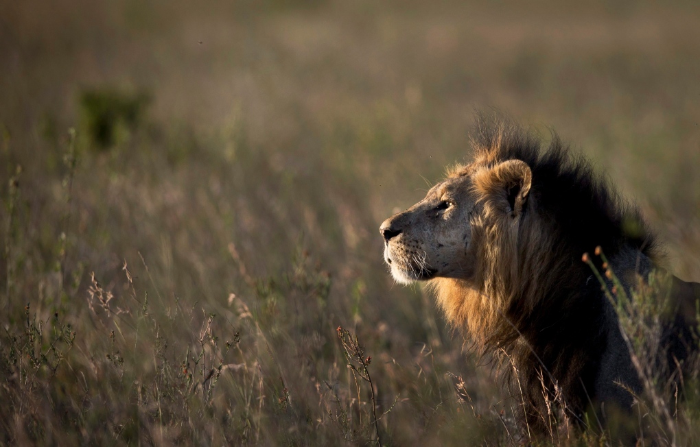 Lion in Nairobi National Park