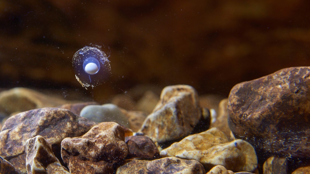 Olm egg floats in an aquarium in Postojna Cave