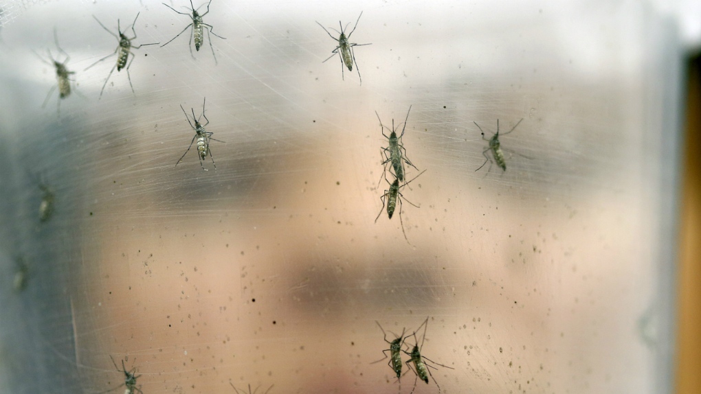 Genetically modified mosquito to battle Zika
