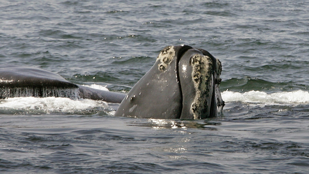 Right whale in Cape Cod Bay
