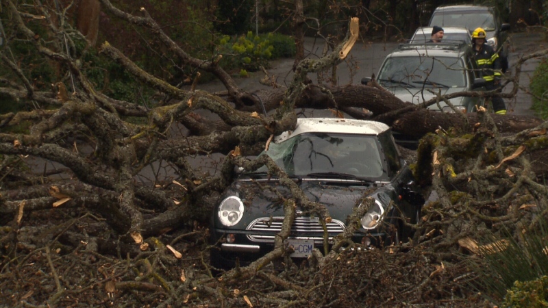 A toppled tree crushed part of a Mini Cooper on Carberry Gardens in Victoria Sun., March 13, 2016. (CTV Vancouver Island)