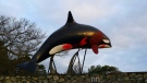 An orca statue greeting visitors at the Oak Bay Marine was defaced with red spray paint Tues., March 15, 2016. (Courtesy VictoriaAnimalNews.com)