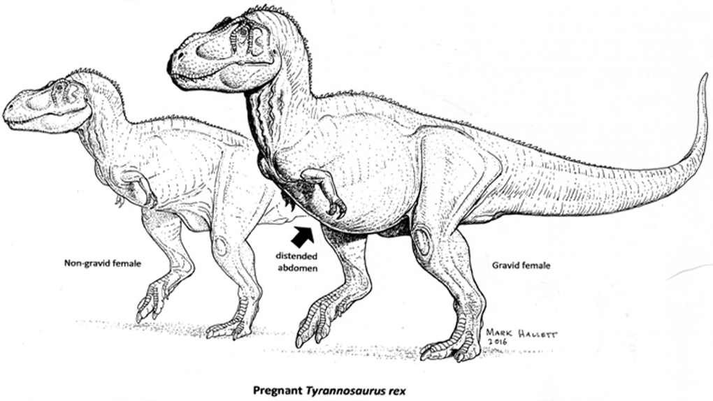 Pregnant Tyrannosaurus rex