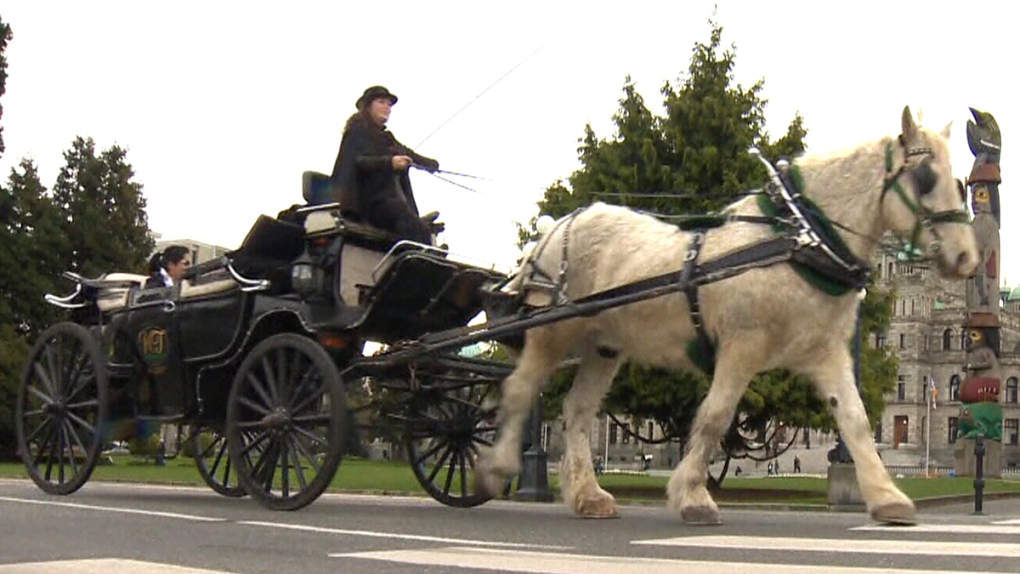 A horse-drawn carriage in Victoria, B.C.