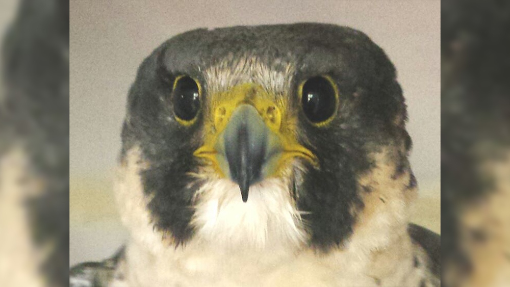 Beatrix the peregrine falcon (Rogers Wildlife Reha