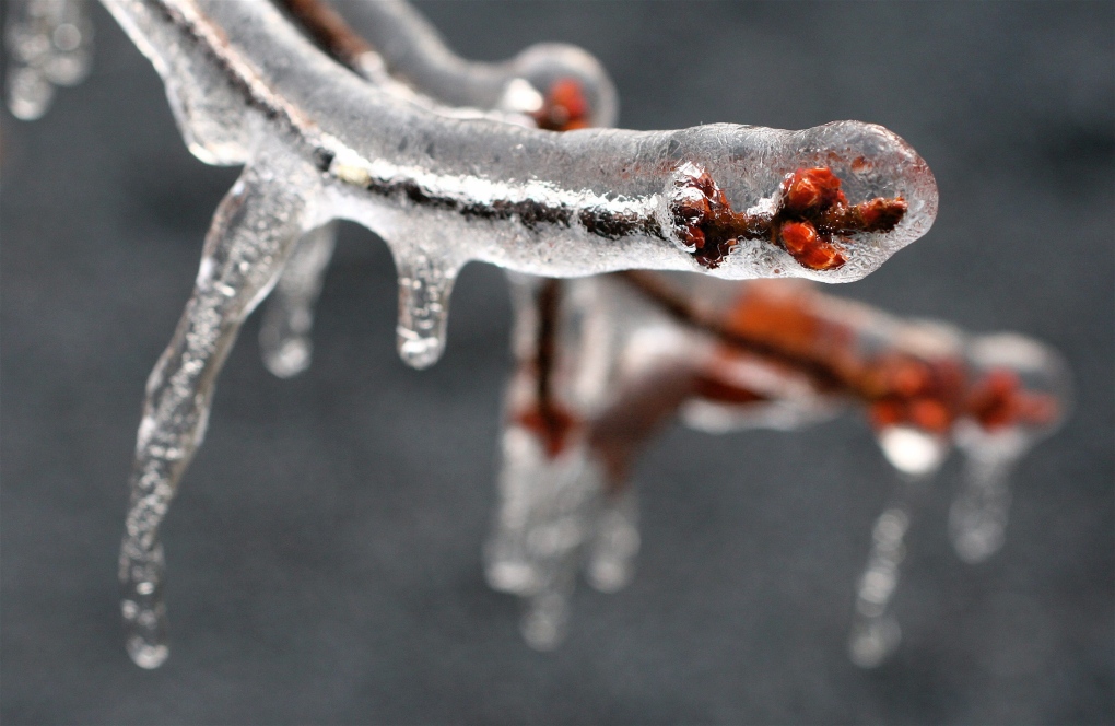Icy branches after freezing rain