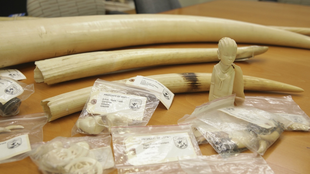 Hawaii looks to ban ivory sales