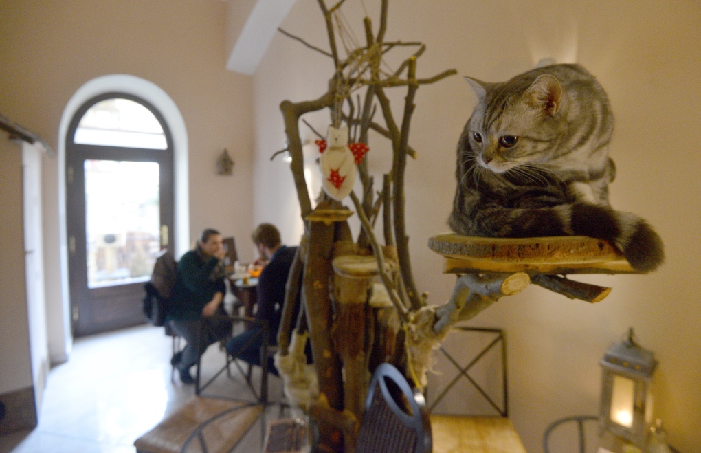 Cat cafe in Prague