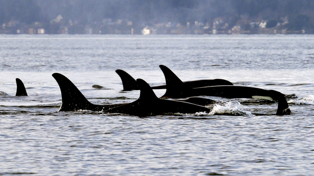 Endangered orcas to get personal health records
