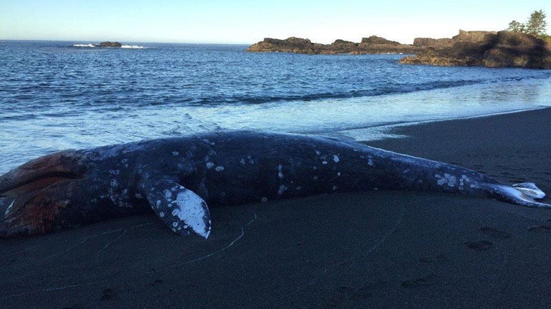 grey whale washed ashore near Tofino
