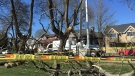 An arborist for the City of Vancouver was killed while removing tree limbs in Connaught Park on Thursday, March 31, 2016. (CTV)