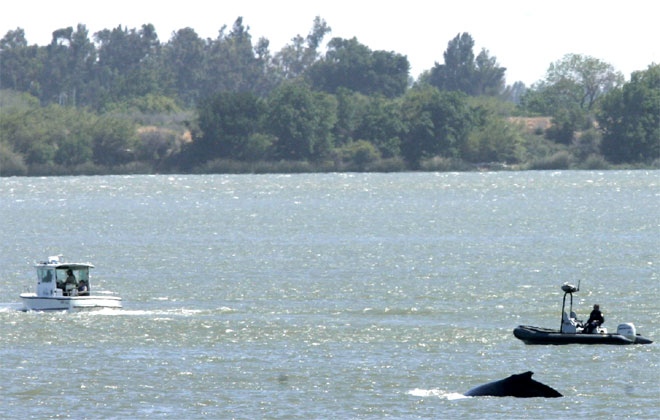 One of two humpback whales surfaces near boats near Rio Vista, Calif., May 21, 2007.  (AP / Rich Pedroncelli)