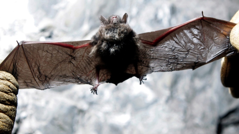 In this Jan. 27, 2009 file photo, Scott Crocoll holds a dead Indiana bat in an abandoned mine in Rosendale, N.Y.  (AP Photo/Mike Groll)
