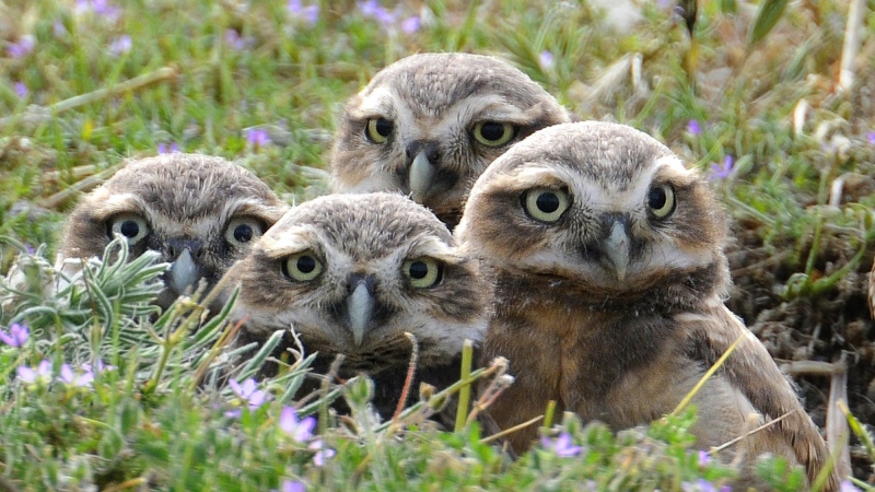 Burrowing owl siblings peek out from their nest at Green Tree Golf Club in Vacaville, Calif., Wednesday, June 2, 2010. (AP/Photo, The Reporter, Rick Roach)