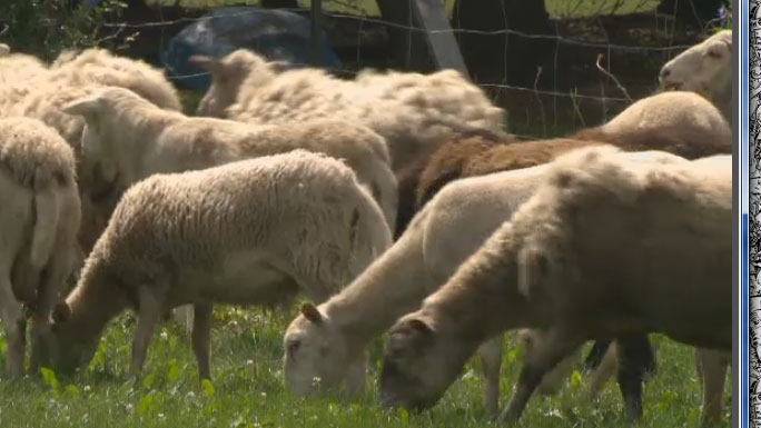 Sheep coming to Rosemont