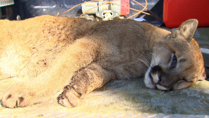 A tranquilized cougar in the back of a B.C. conservation officer truck in Langford, B.C., April 11, 2014. (CTV News)