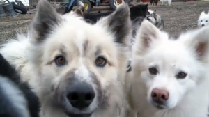 A few of the dogs at the centre of the seizure on the farm near Riceton on April 7, 2016, prior to the seizure.
