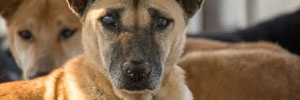 Dogs rescued from meat trade
